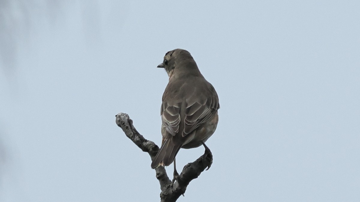 Kızıl Kanatlı Ardıç - ML645193223