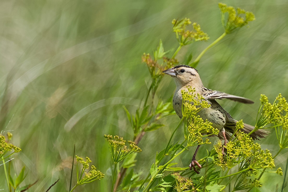 Bobolink - ML645193233