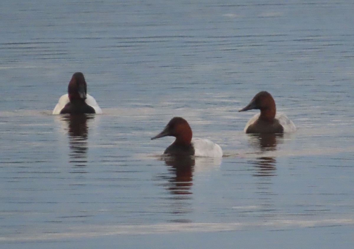 Murgilari bizkarzuria - ML645193235