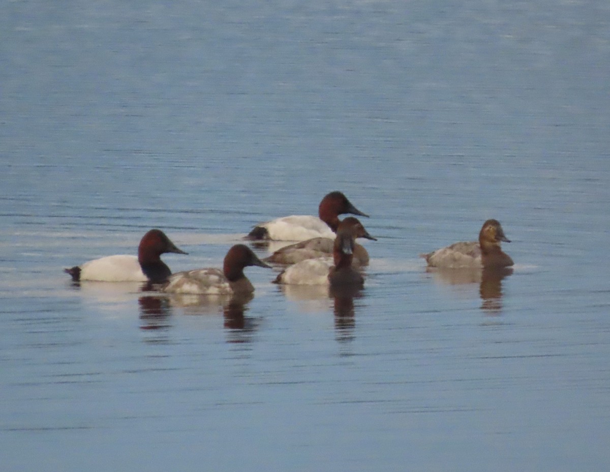 Murgilari bizkarzuria - ML645193236