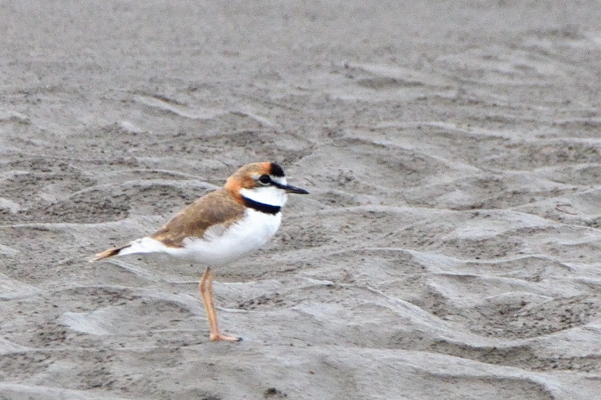 Collared Plover - ML645193249
