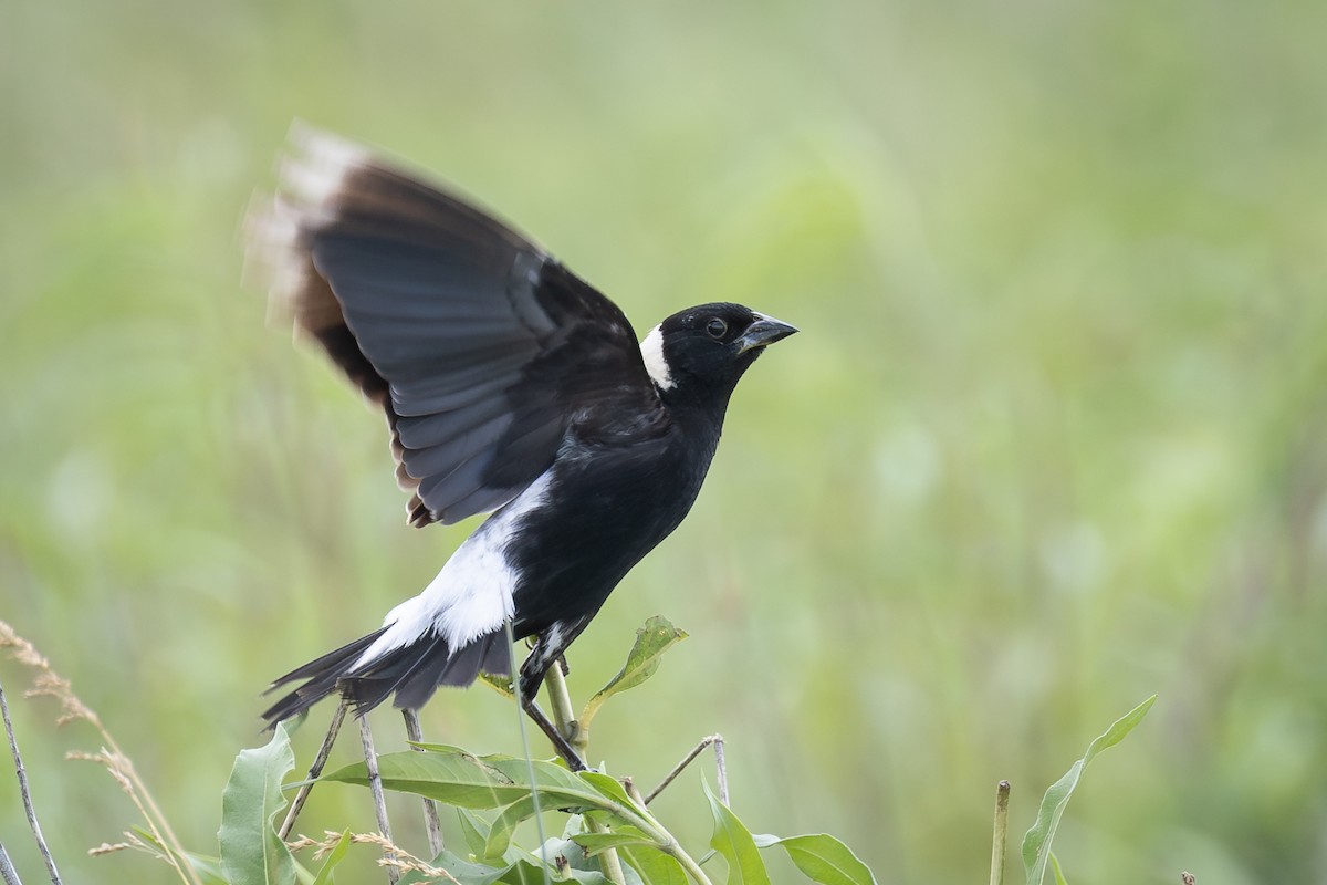 Bobolink - ML645193250