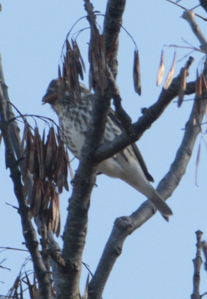 Purple Finch - ML645193257