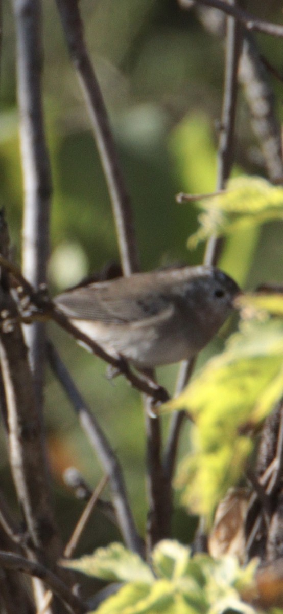 Dark-eyed Junco - ML645193263