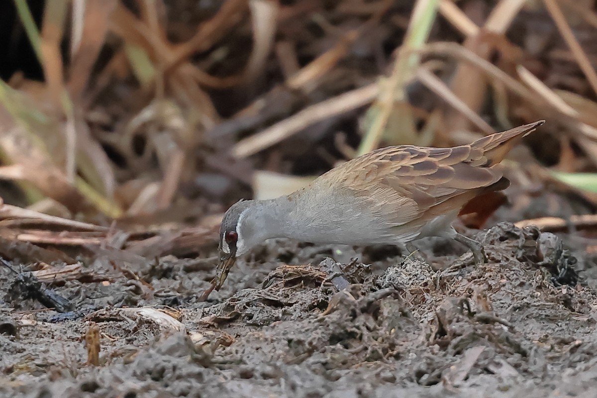 White-browed Crake - ML645193271