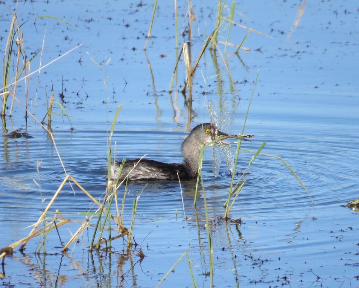 Least Grebe - ML645193287