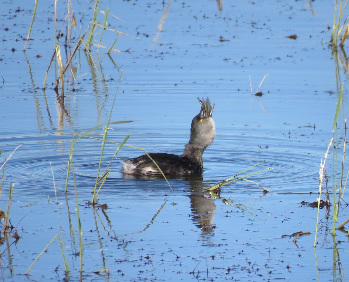 Least Grebe - ML645193288