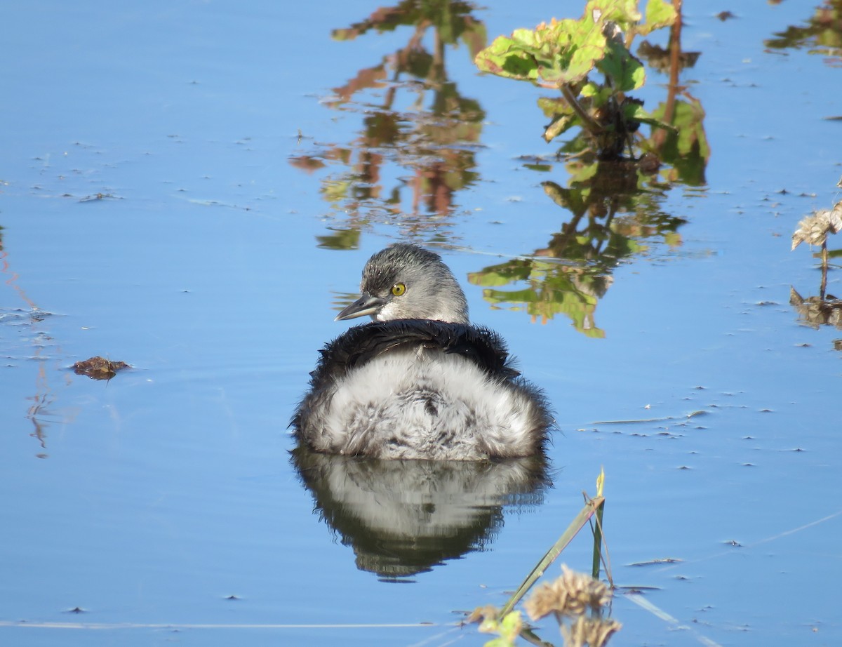 Least Grebe - ML645193289