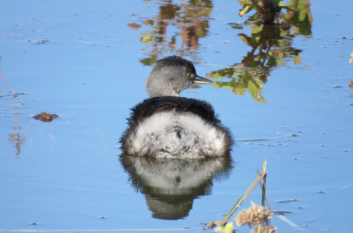 Least Grebe - ML645193290
