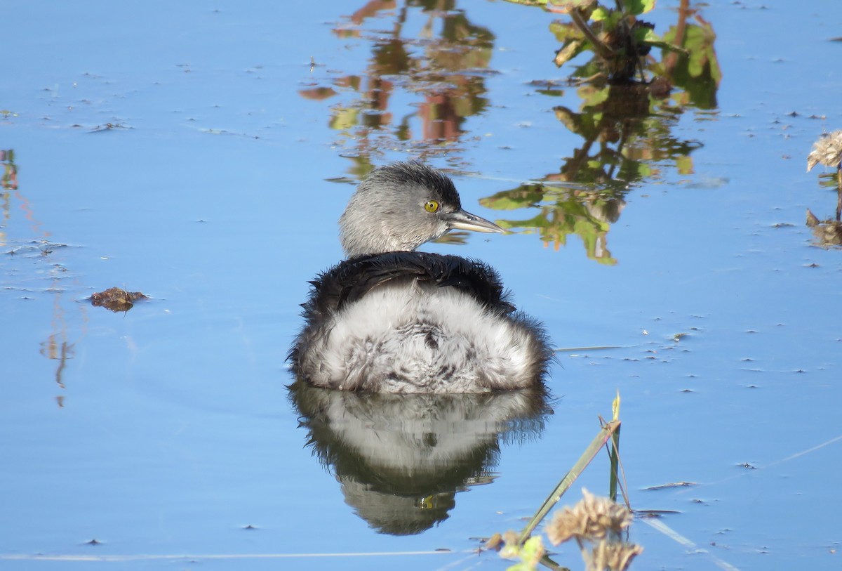 Least Grebe - ML645193291