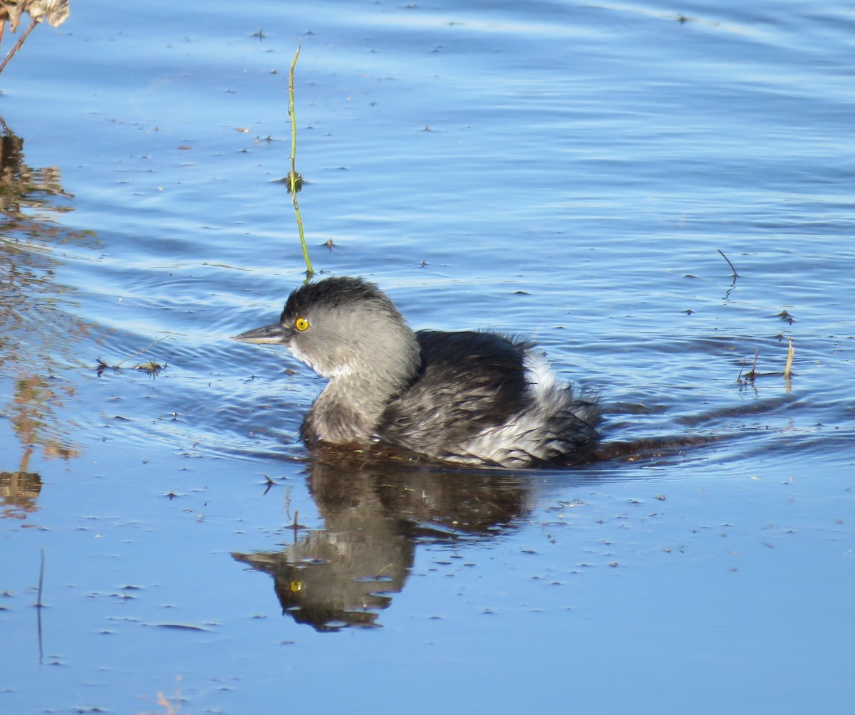 Least Grebe - ML645193293