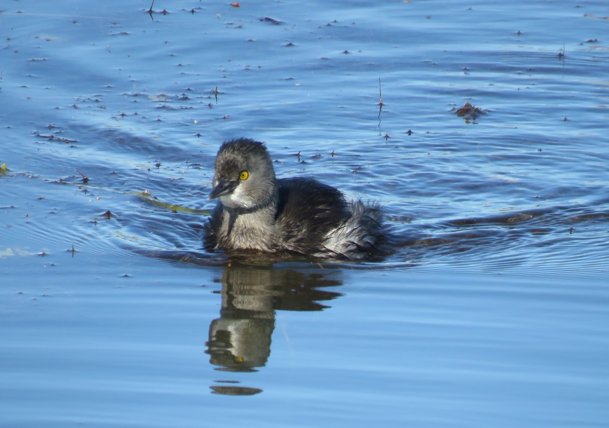 Least Grebe - ML645193295