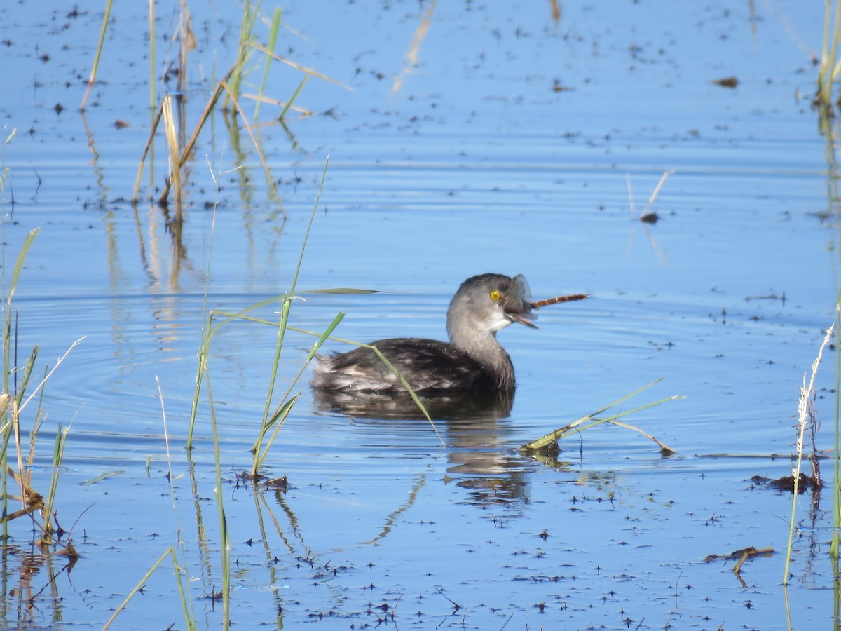 Least Grebe - ML645193296