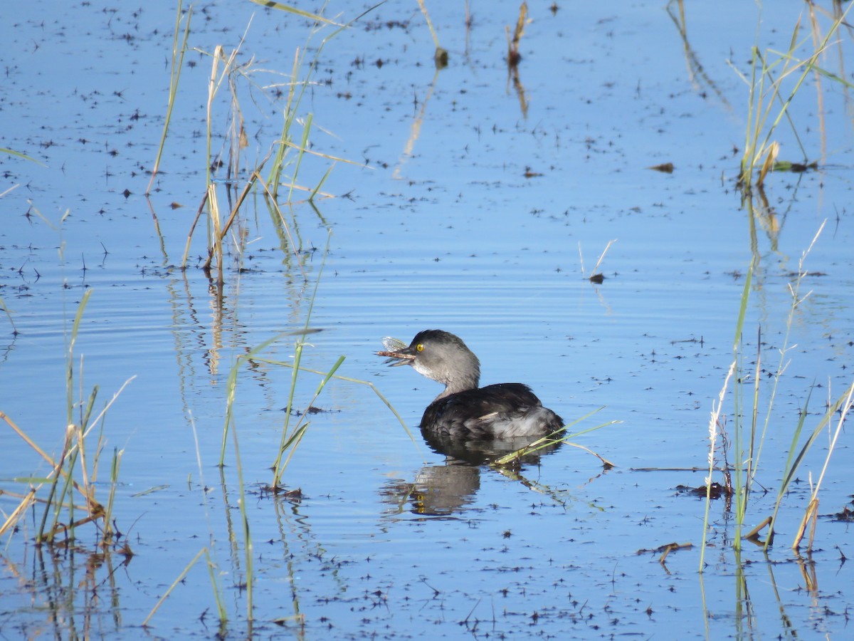 Least Grebe - ML645193297