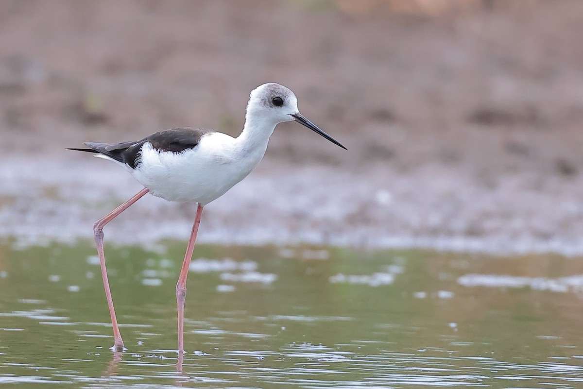 Pied Stilt - ML645193299