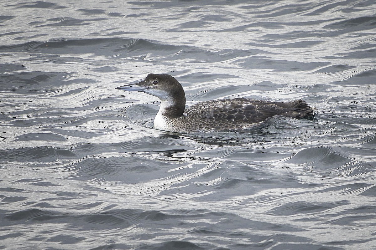 Common Loon - ML645193304