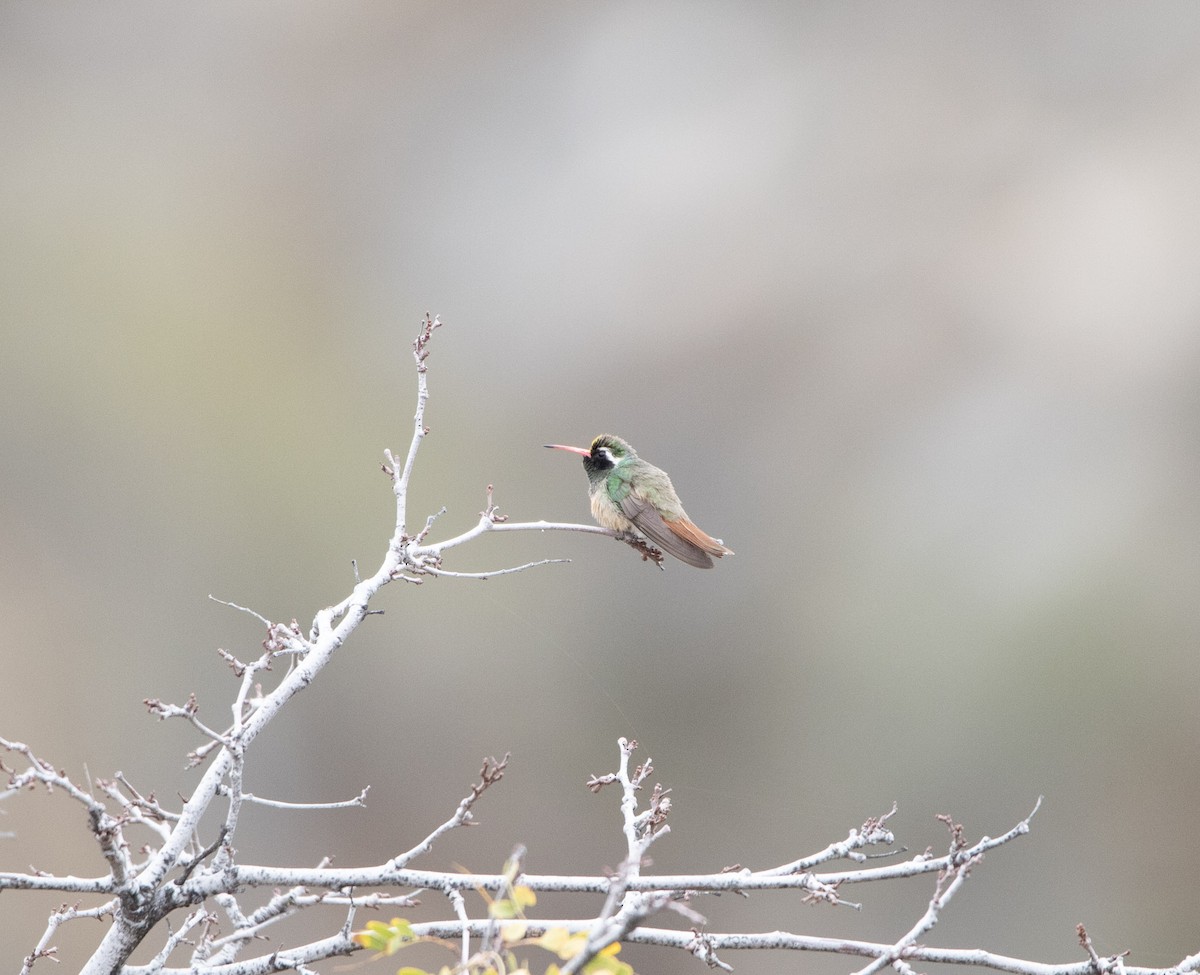 Xantus's Hummingbird - ML645193311