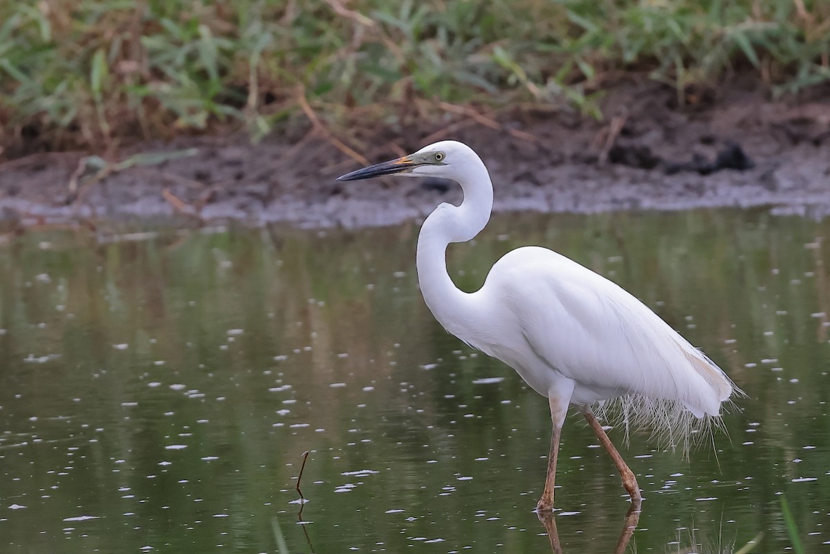 Great Egret - ML645193322