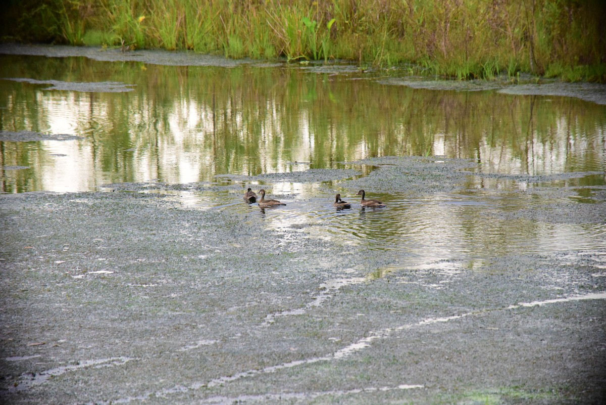 Brazilian Teal - ML645193323