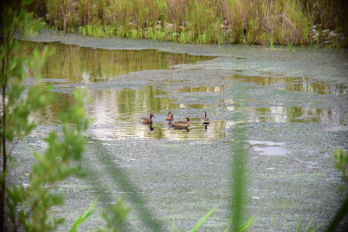 Brazilian Teal - ML645193325