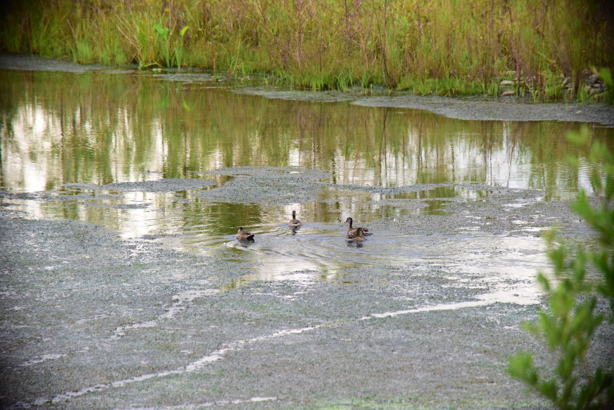 Brazilian Teal - ML645193327