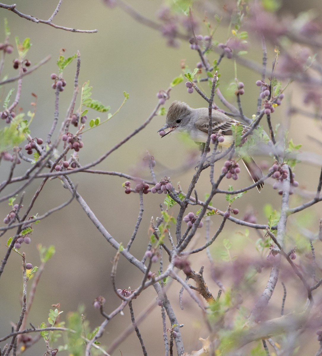 Ash-throated Flycatcher - ML645193329