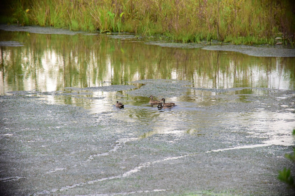 Brazilian Teal - ML645193331