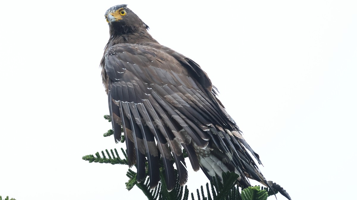 Хохлатый змееяд - ML645193332