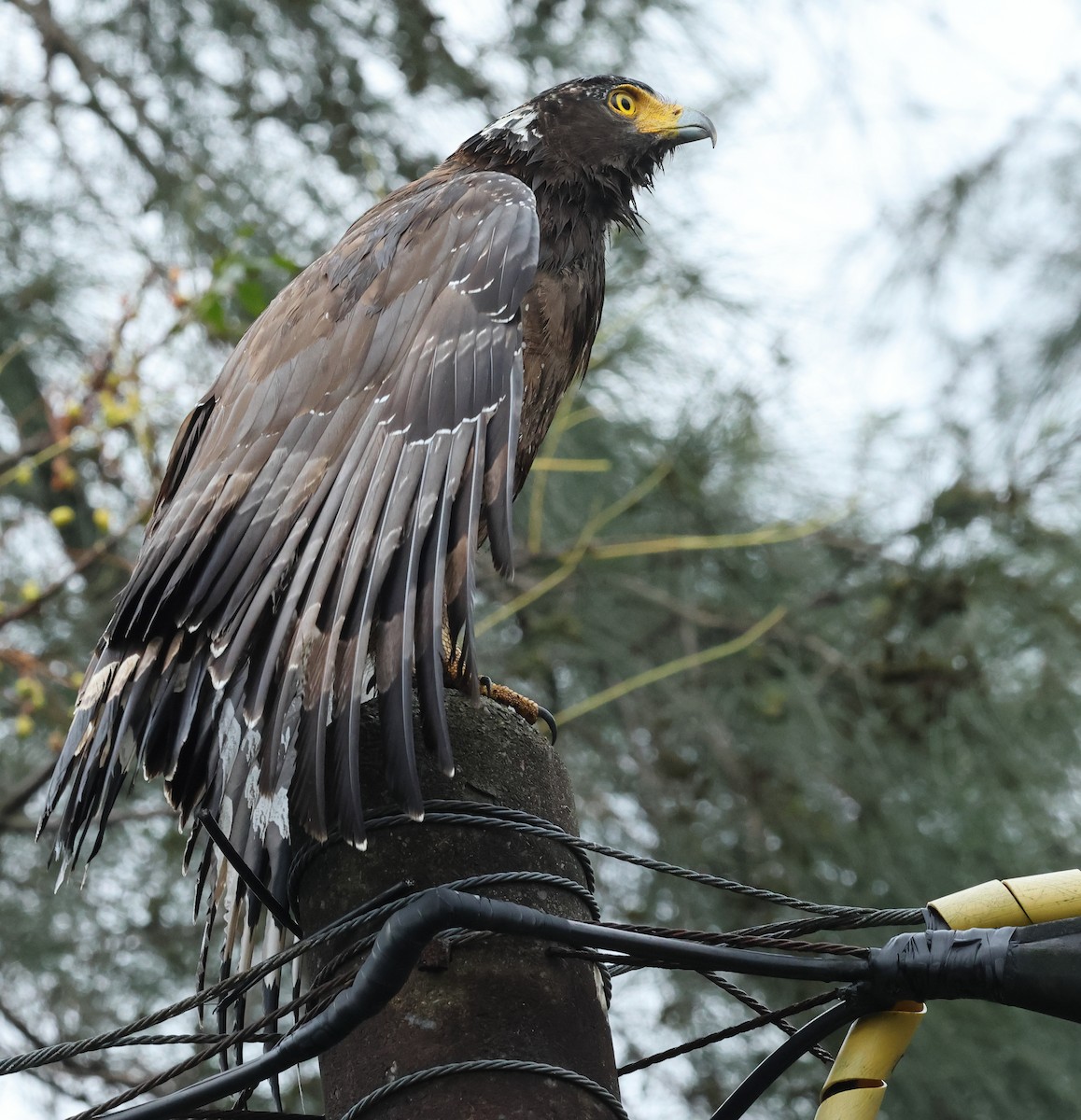 Хохлатый змееяд - ML645193333