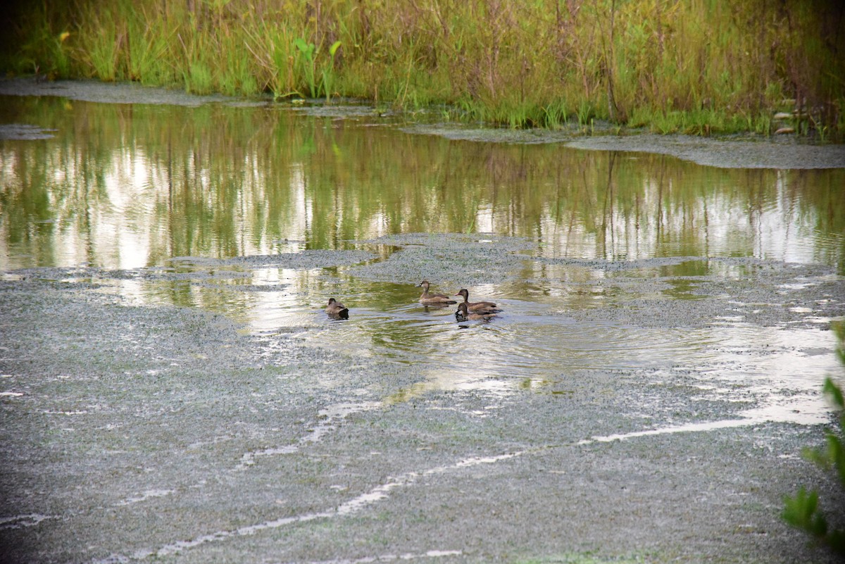 Brazilian Teal - ML645193334