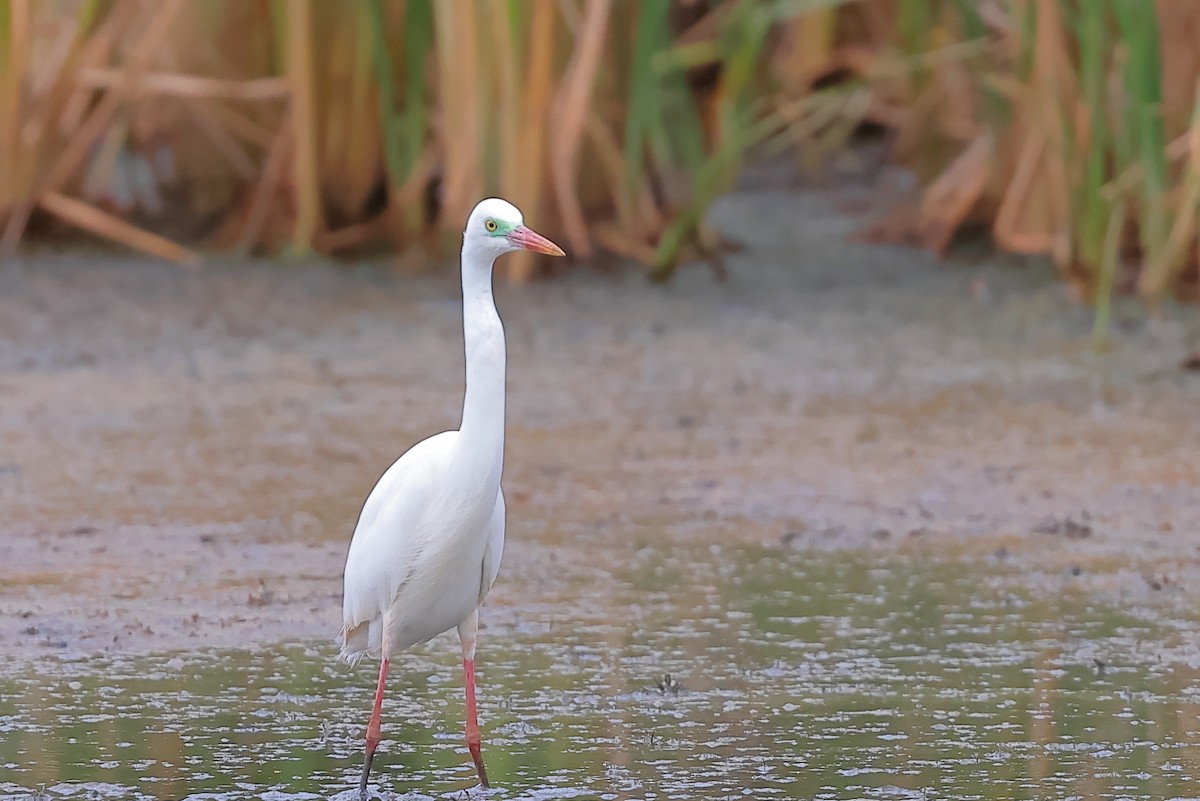 Plumed Egret - ML645193337
