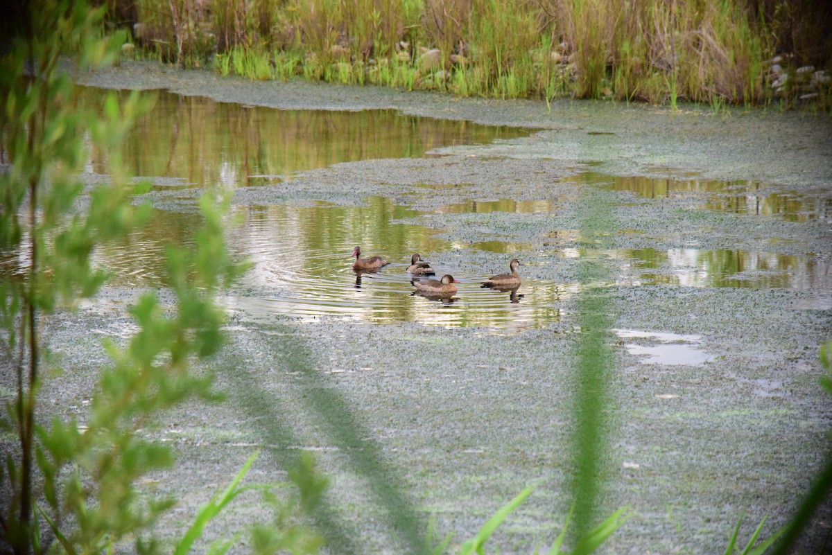 Brazilian Teal - ML645193338
