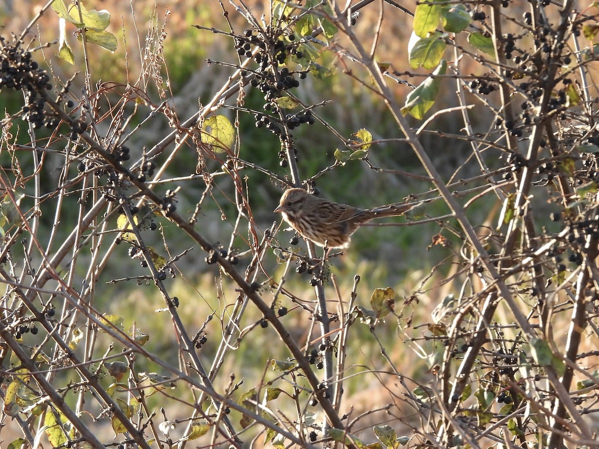 Song Sparrow - ML645193352