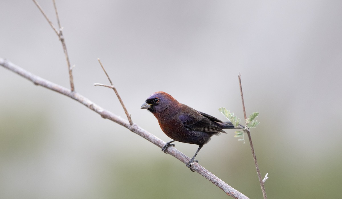 Varied Bunting - ML645193357