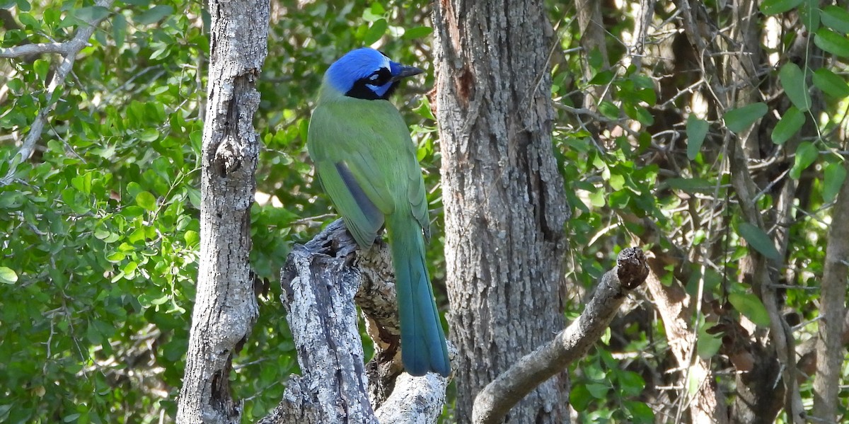 Geai vert - ML645193363