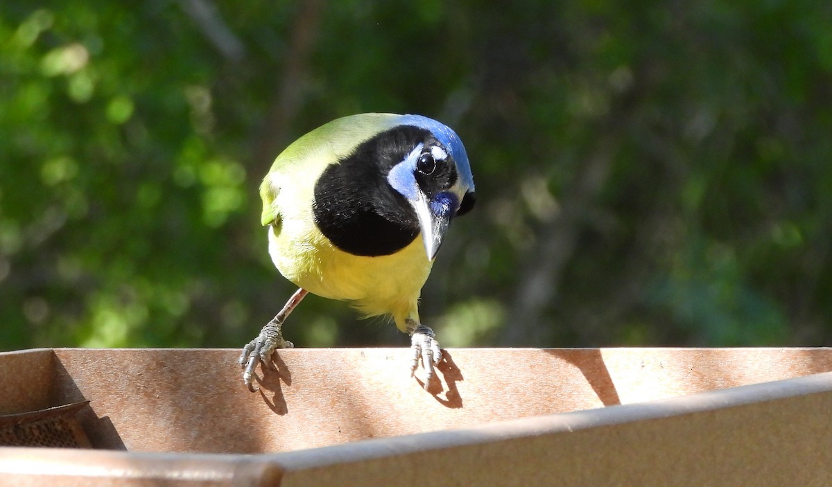 Geai vert - ML645193364