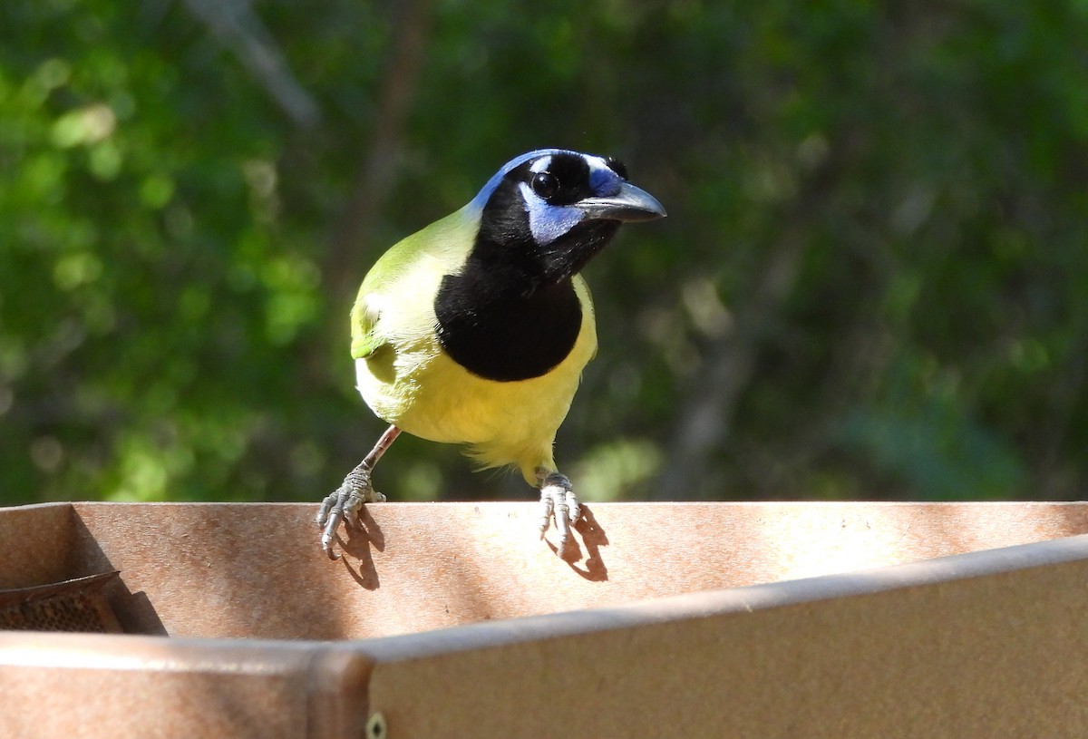 Geai vert - ML645193365