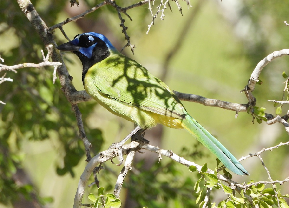 Geai vert - ML645193366