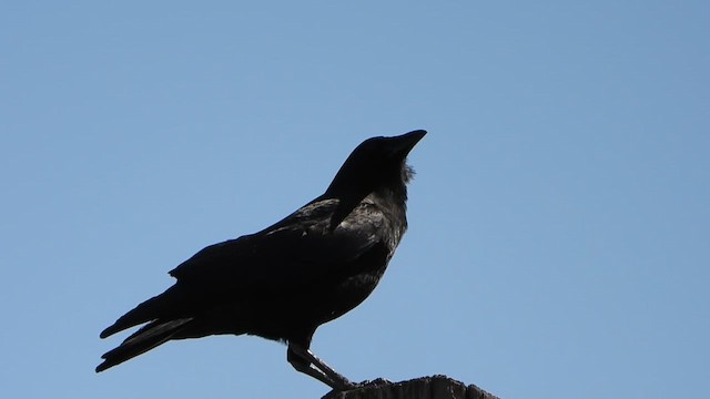 American Crow - ML645193369