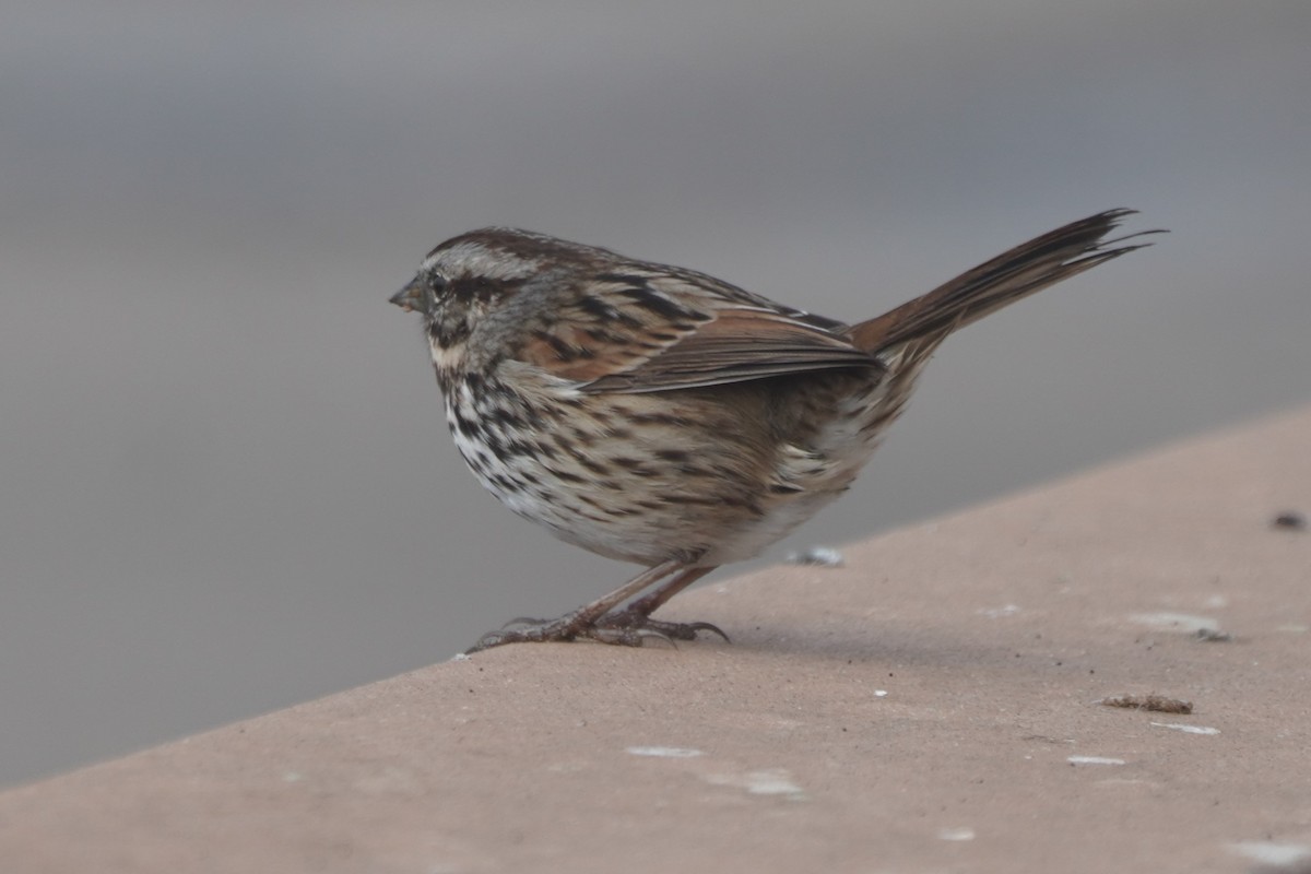 Song Sparrow - ML645193378