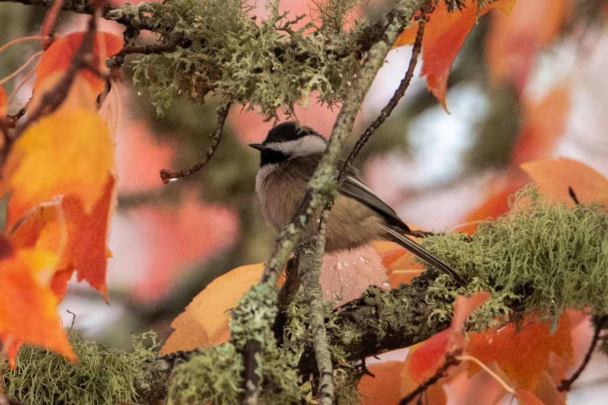 Гаїчка світлокрила - ML645193388
