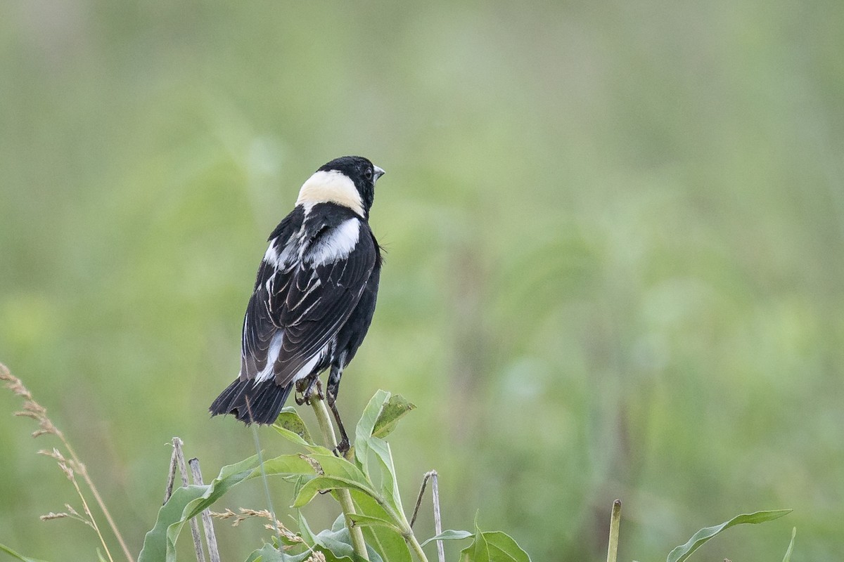 Bobolink - ML645193392