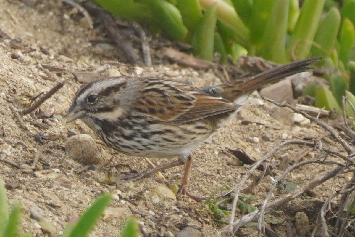 Song Sparrow - ML645193398