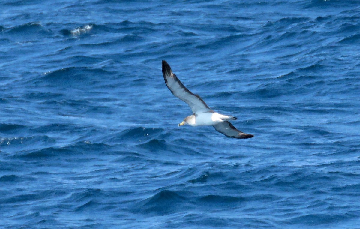 Scopoli's Shearwater - ML645193405