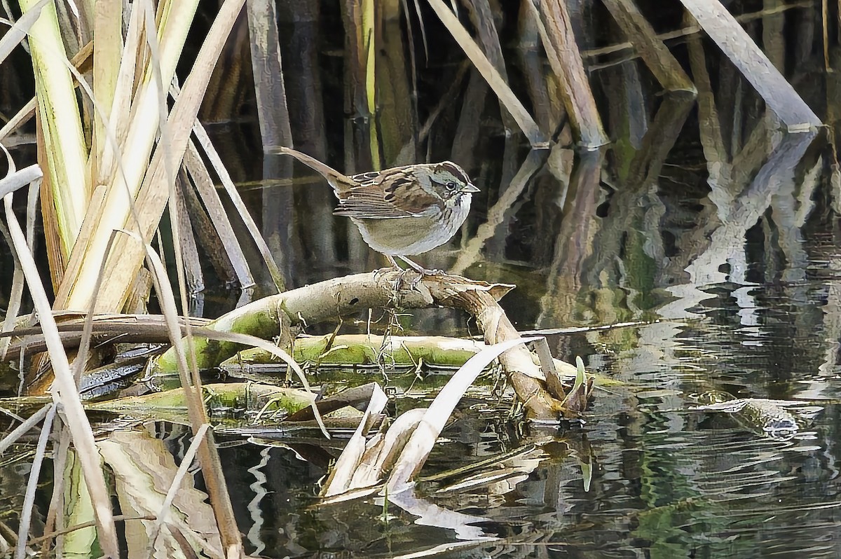 Swamp Sparrow - ML645193411