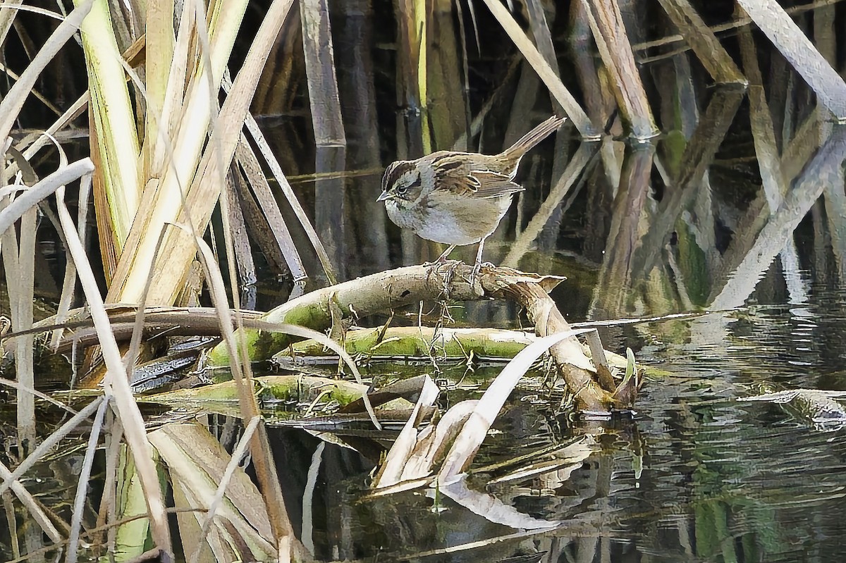 Swamp Sparrow - ML645193412