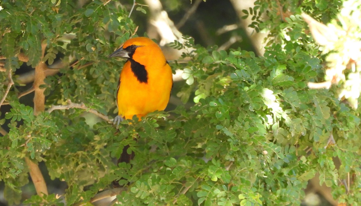 Altamira Oriole - ML645193413