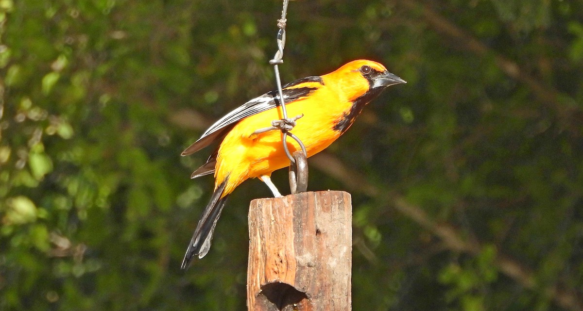 Altamira Oriole - ML645193414