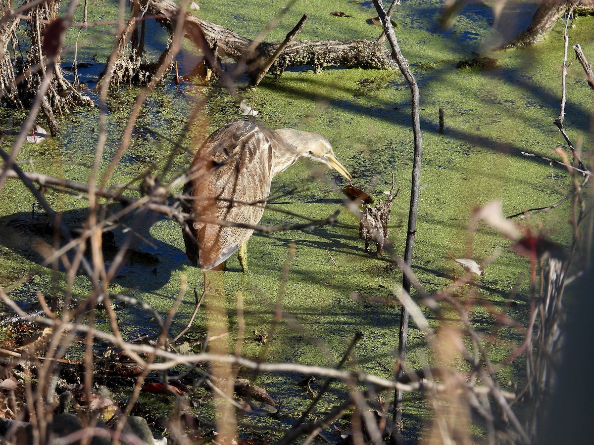 Бугай американський - ML645193432