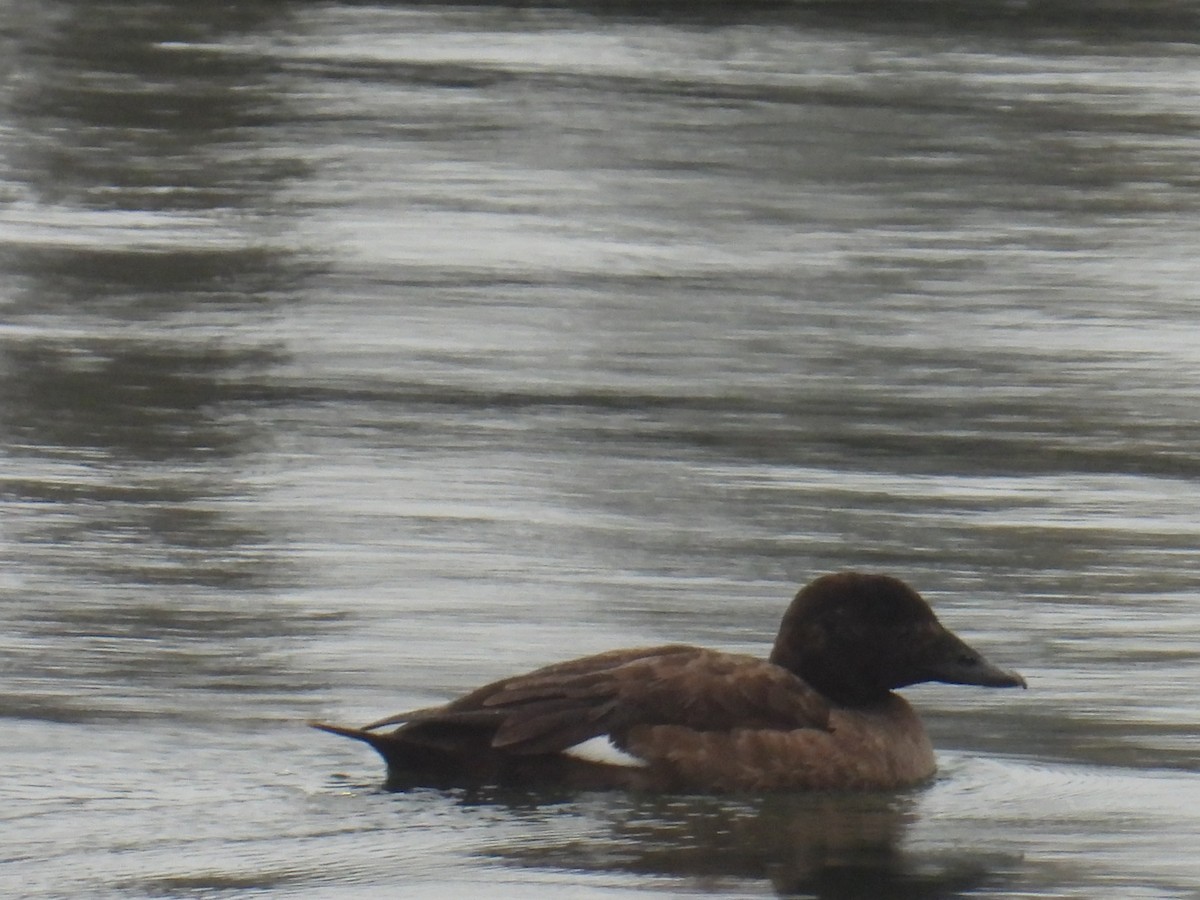 White-winged Scoter - ML645193437